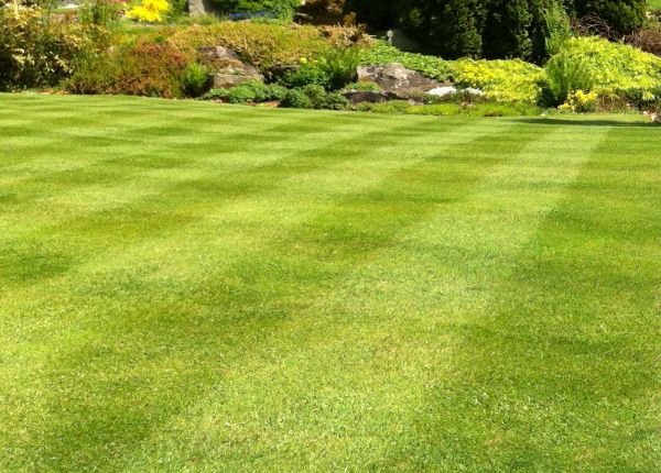 Cost of Commercial Grass Cutting in Benton