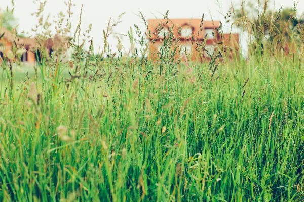 Cost of Tall Grass Cutting in Benton
